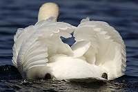 Gorgeous swans butt
