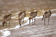 Willets