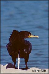 Juvenile Double-crested Cormorant, Saugeen River, Ontario, Canada