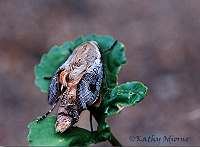 moth