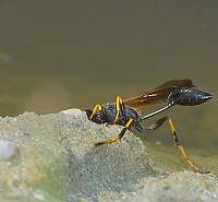 Wasp butt