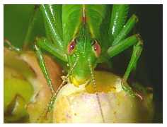 katydid_104.jpg