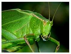 katydid_99.jpg